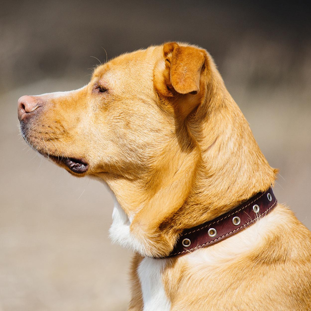 Dog wearing handmade leather collar